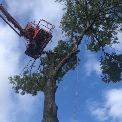 afvangen hout