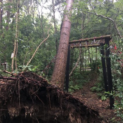 stormschade bosperceel opruimen