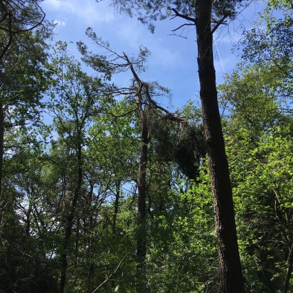 uitgebroken top stormschade